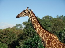 Ostafrika - Kenia - Tanzania: Mount Kenya und Kilimanjaro - Giraffe