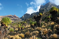 Ostafrika - Kenia - Tanzania: Mount Kenya und Kilimanjaro - Kakteen