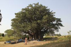 Senegal - Gambia: Land zwischen zwei Flüssen - Baum