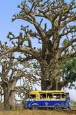 Senegal - Gambia: Land zwischen zwei Flüssen - Bus
