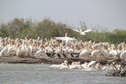 Senegal - Gambia: Land zwischen zwei Flüssen - Pelikane