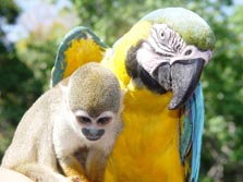 Südamerika, Peru - Bolivien - Brasilien: Transamazonica – von Cuzco in den Amazonas - Affe und Papagei