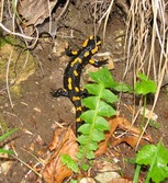 Sdosteuropa - Kroatien: Berge, Schluchten und Kultur - Salamander